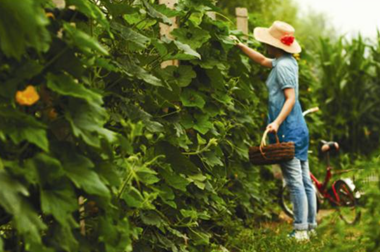周末溜娃新選擇！有機農場親子度假，在田野間種下環(huán)保小種子